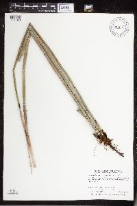 Equisetum hyemale image