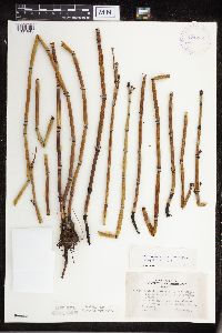 Equisetum hyemale image