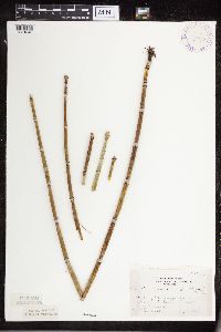 Equisetum hyemale image