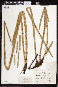 Equisetum hyemale image