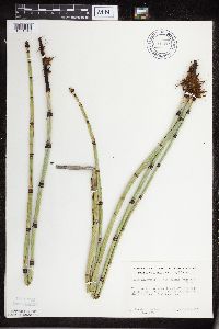 Equisetum hyemale image