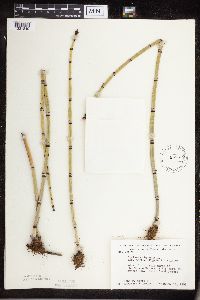 Equisetum hyemale image
