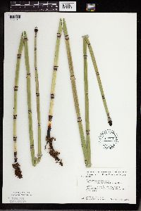 Equisetum hyemale image