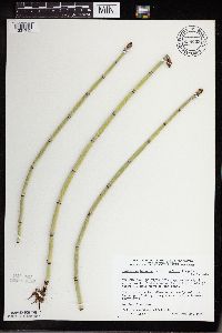 Equisetum hyemale image