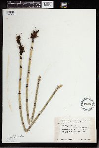 Equisetum hyemale image