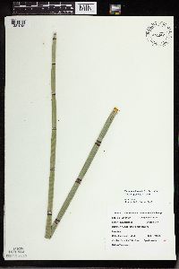 Equisetum hyemale image