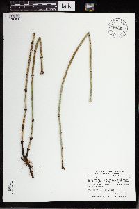 Equisetum hyemale image