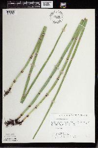 Equisetum hyemale image
