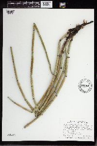 Equisetum hyemale image
