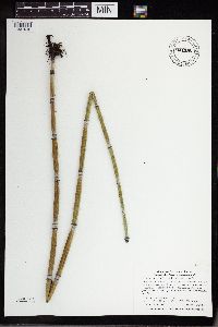 Equisetum hyemale image