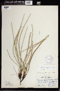 Equisetum hyemale image