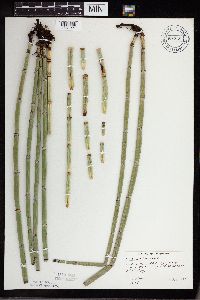 Equisetum hyemale image