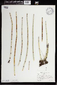 Equisetum hyemale image