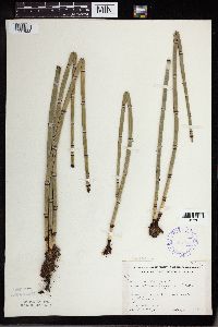 Equisetum hyemale image