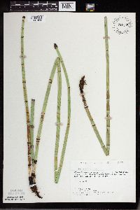 Equisetum hyemale image