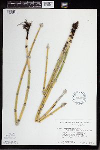 Equisetum hyemale image