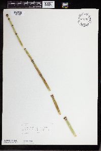 Equisetum hyemale image
