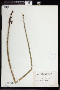 Equisetum hyemale image