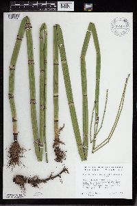 Equisetum hyemale image