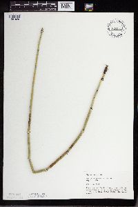 Equisetum hyemale image