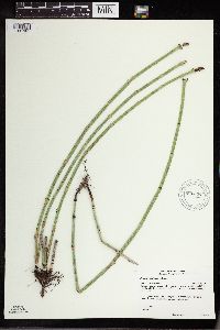 Equisetum x ferrissii image