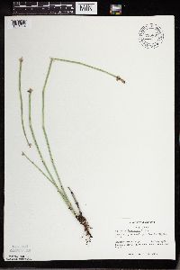 Equisetum x ferrissii image