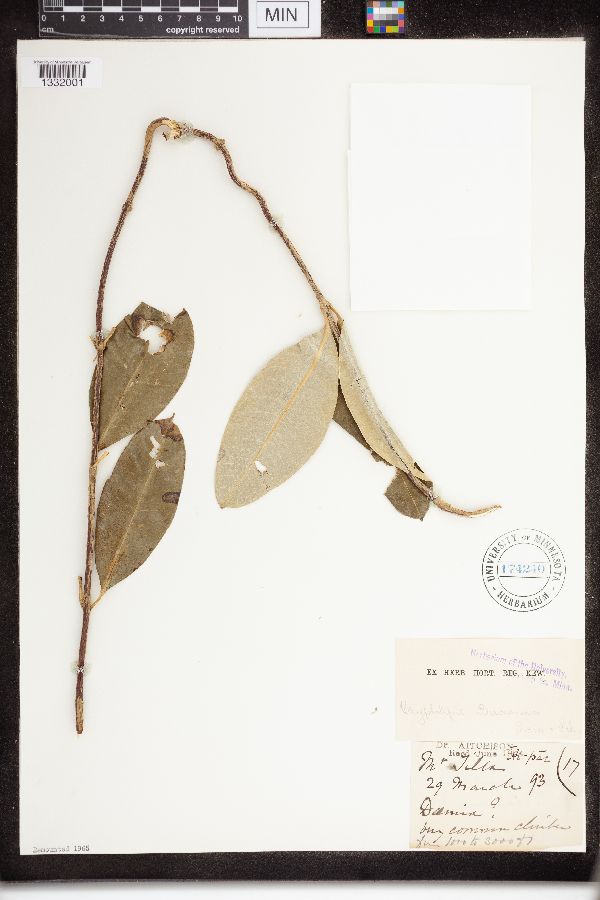 Cryptolepis buchananii image