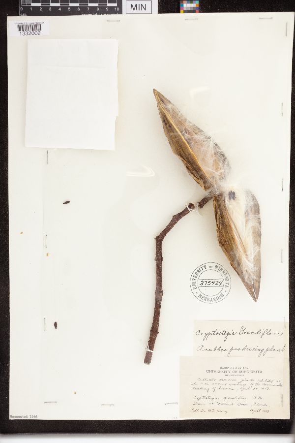 Cryptostegia grandiflora image