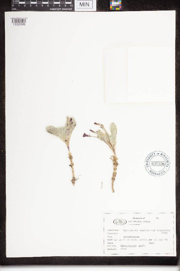 Cycladenia humilis image