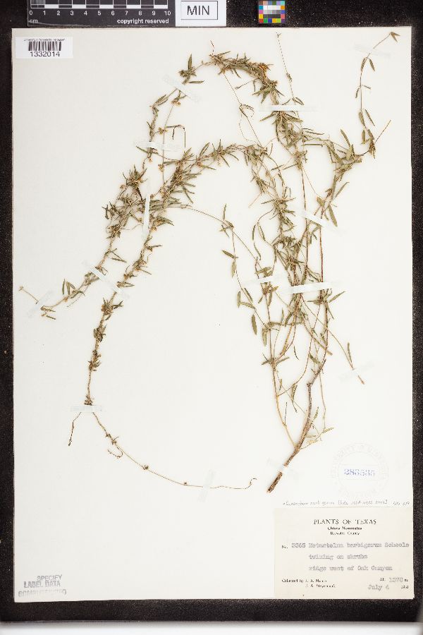 Cynanchum barbigerum image