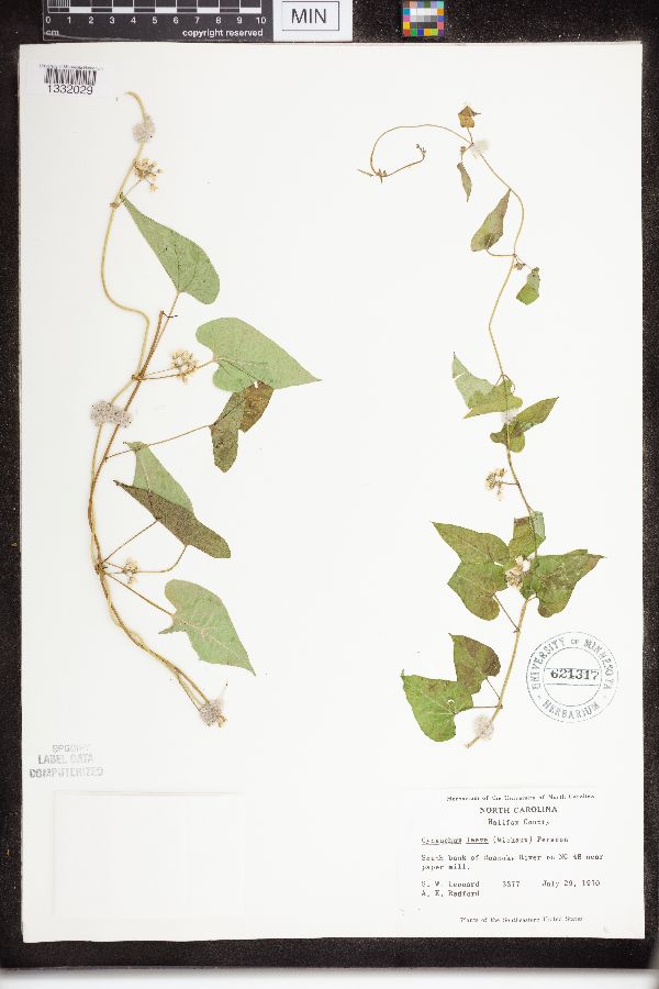 Vincetoxicum laeve image