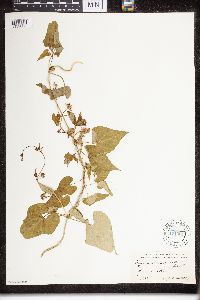 Cynanchum laeve image