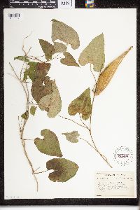 Cynanchum laeve image