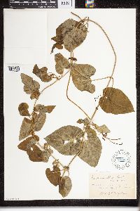 Cynanchum laeve image