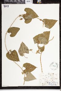 Cynanchum laeve image