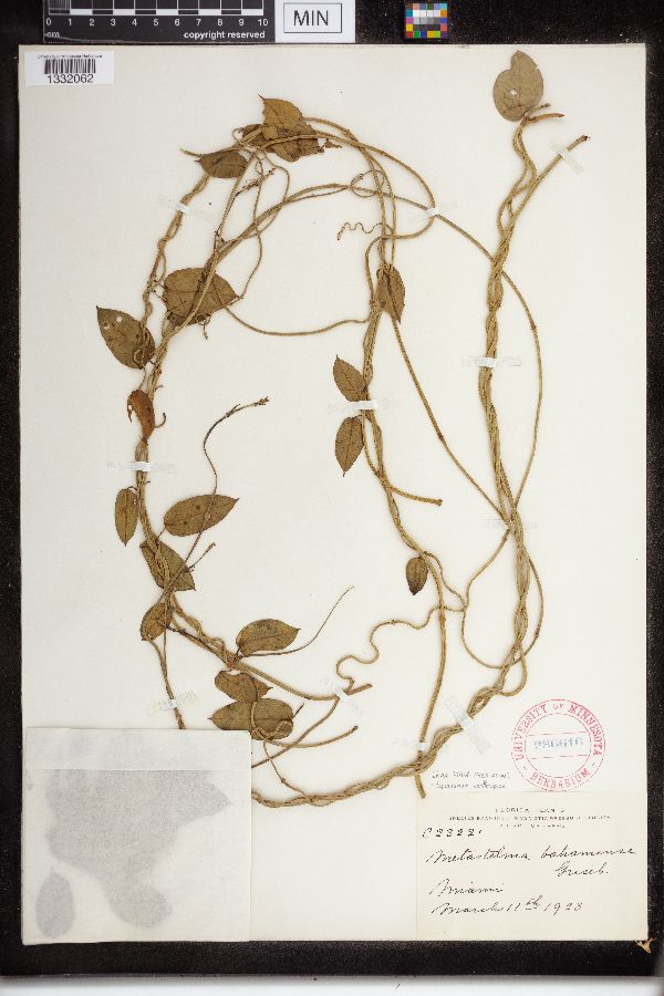 Cynanchum northropiae image