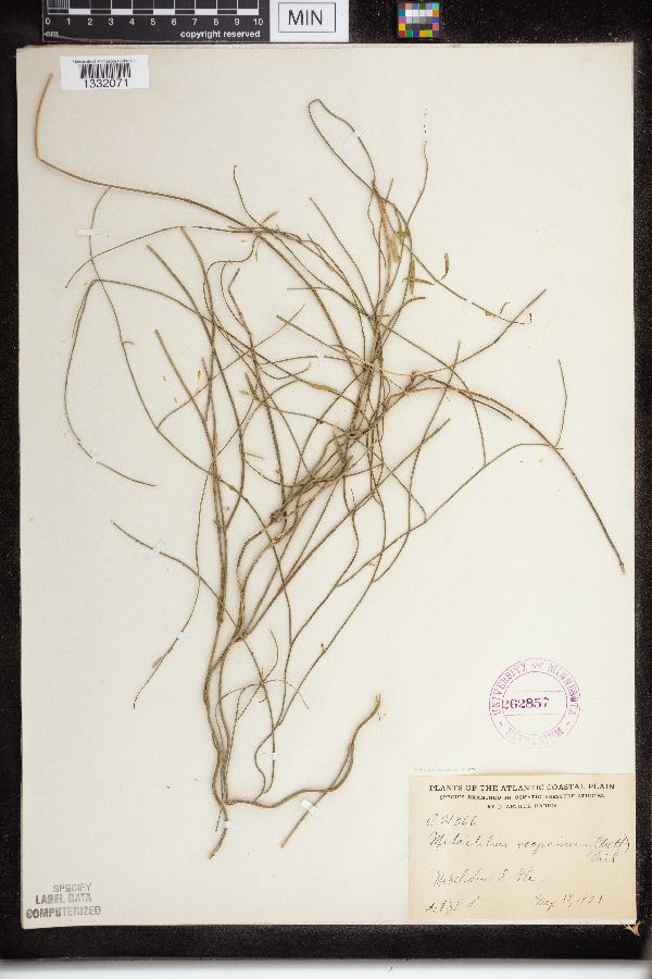 Vincetoxicum scoparium image