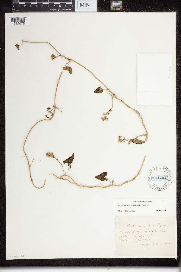 Cynanchum unifarium image