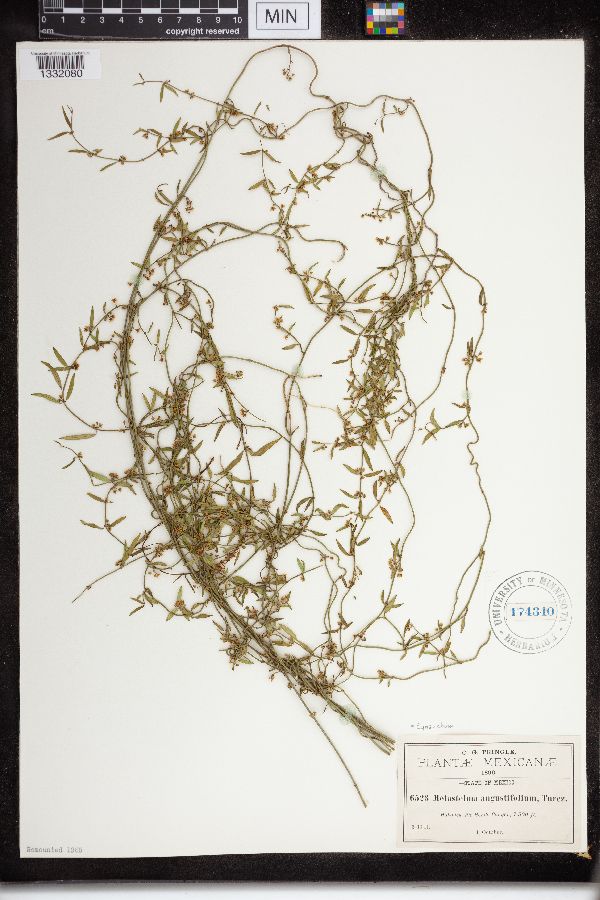 Cynanchum angustifolium image