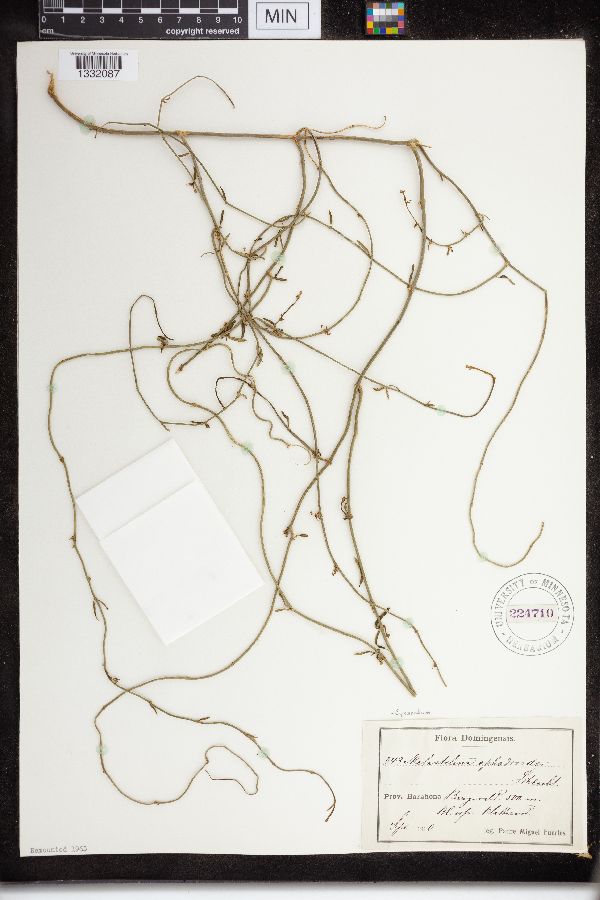 Cynanchum ephedroides image