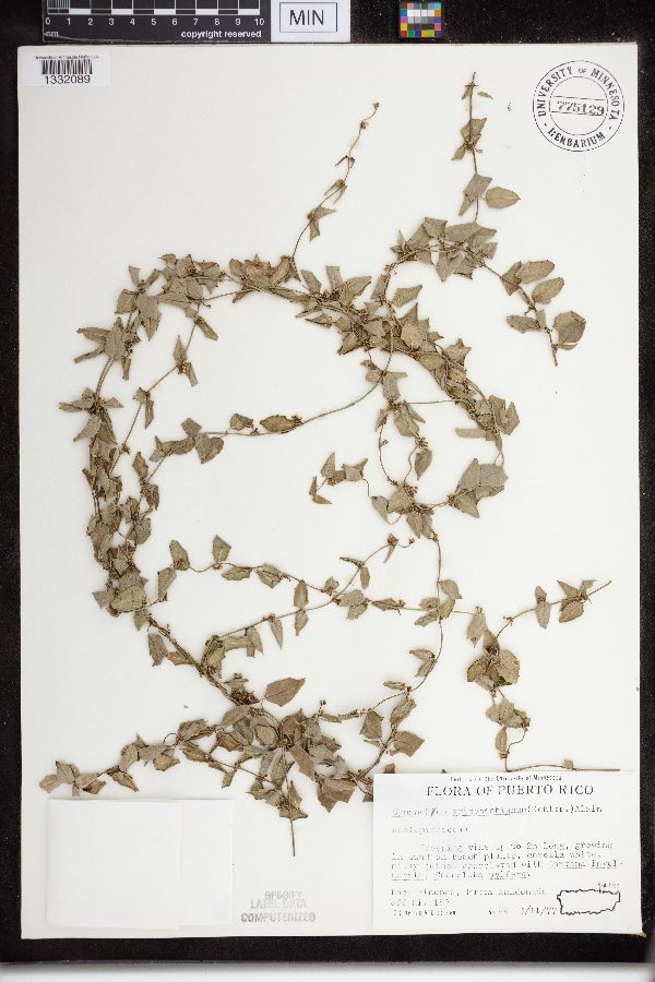 Vincetoxicum grisebachianum image