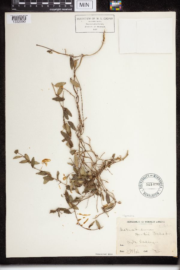 Cynanchum hartii image