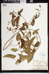 Cynanchum ligulatum image