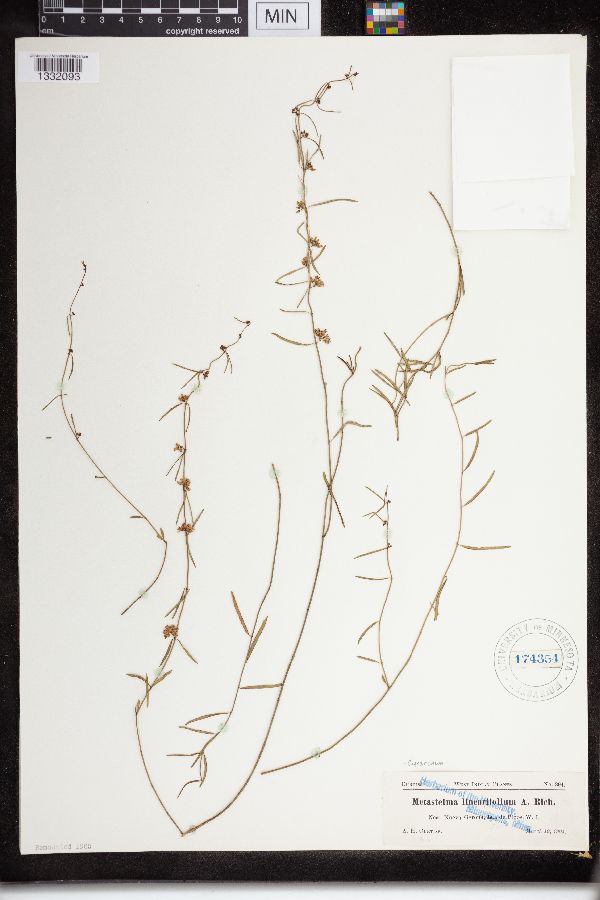 Cynanchum linearifolium image