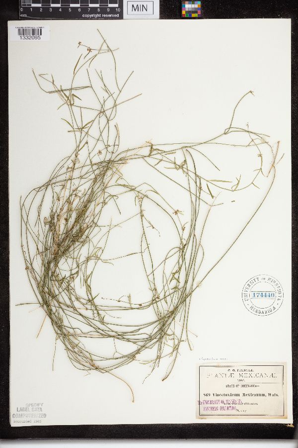 Vincetoxicum mexicanum image