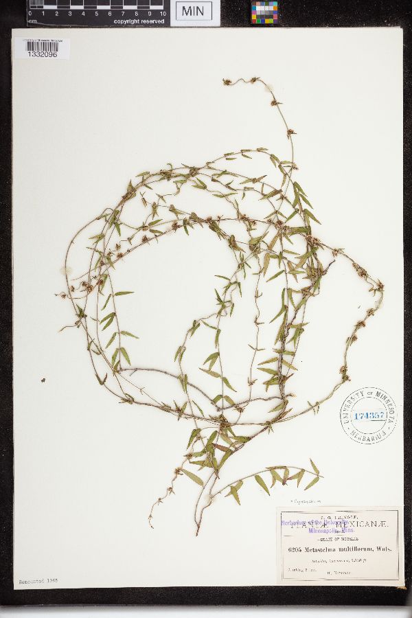 Cynanchum multiflorum image