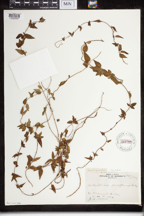 Cynanchum parviflorum image