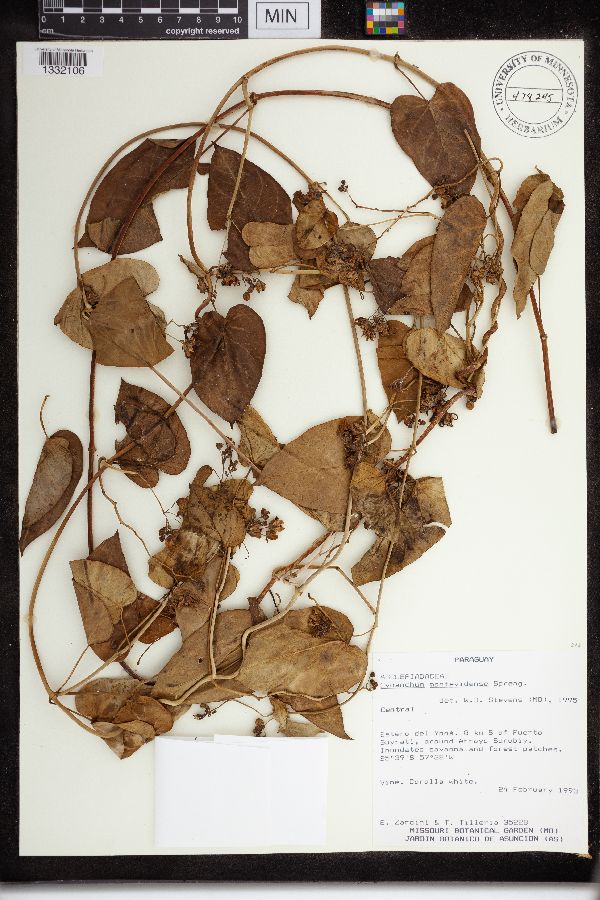 Cynanchum montevidense image