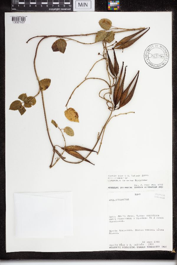 Cynanchum tarmense image