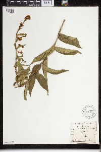 Vincetoxicum officinale image